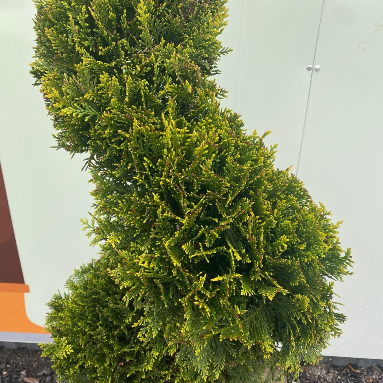 Obrázok Cyprusovec leylandský (Cupressocyparis leylandii) ´CASTLEWELLAND GOLD´ - výška 80-100 cm, kont. C12L - ŠPIRÁLA
